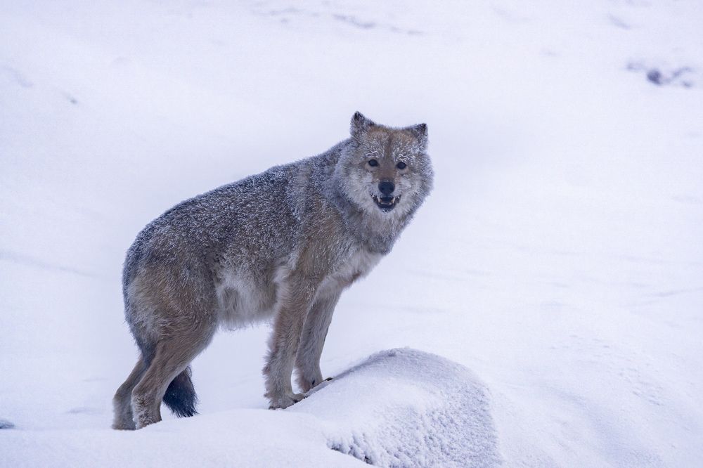 Вот так встреча.