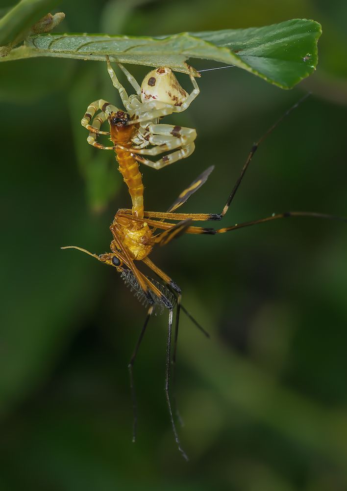 Killing is an Ancient Art of Living