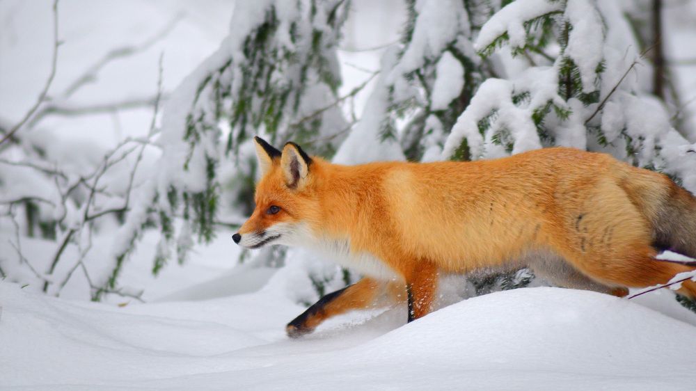 Лиса в национальном парке