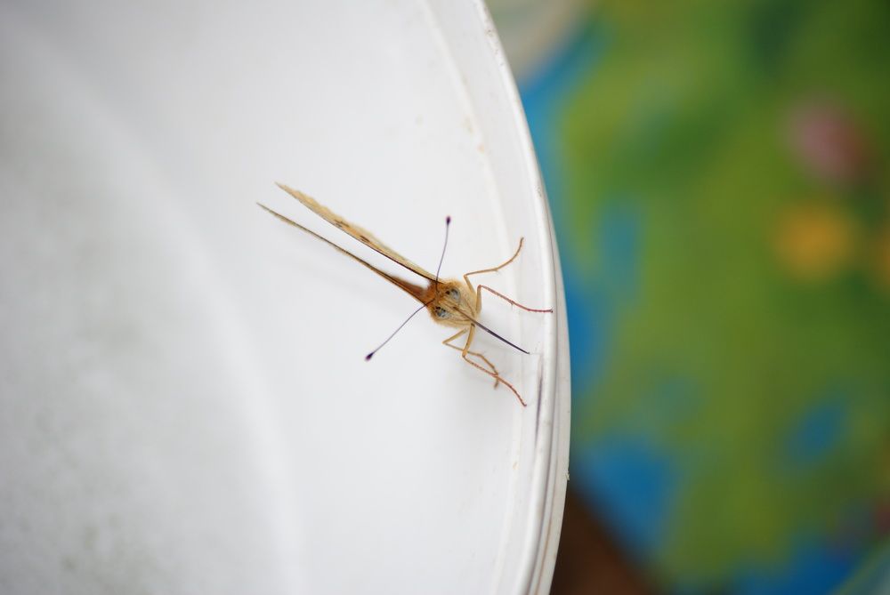 Просто бабочка