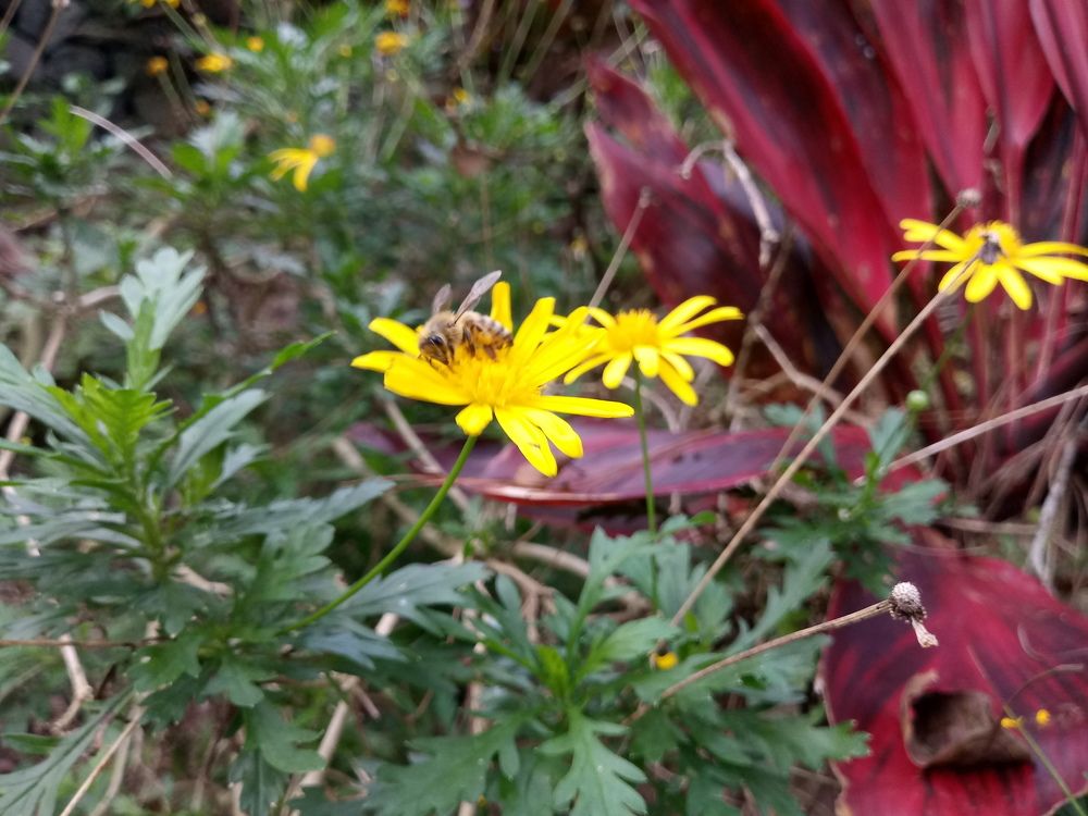 Pollination