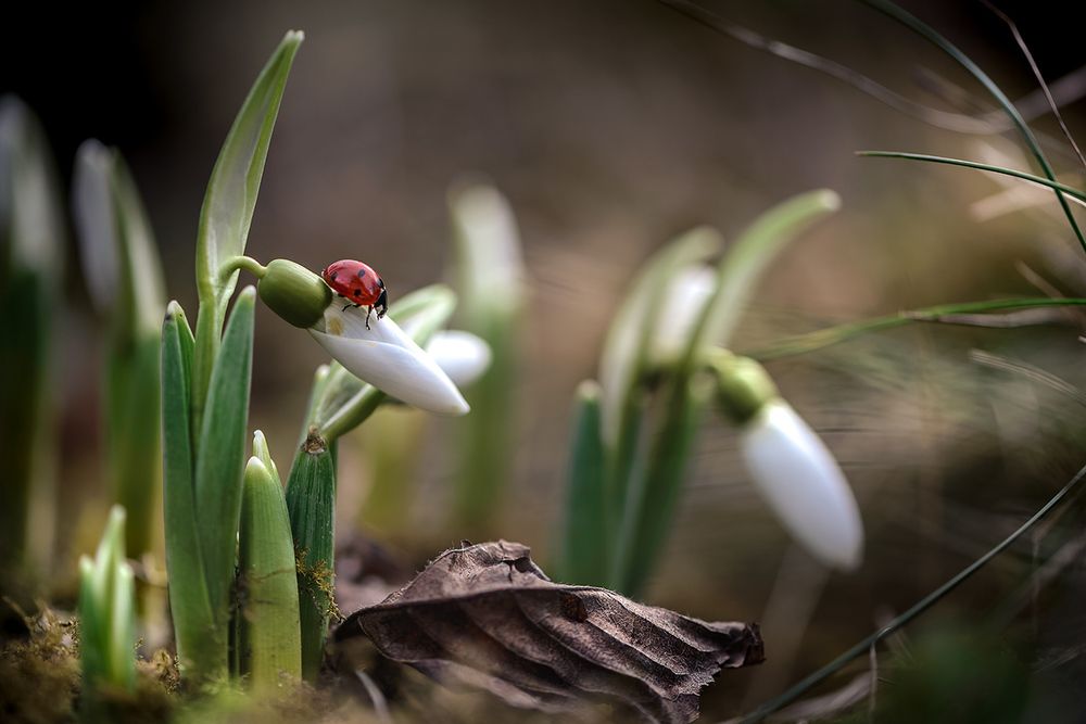 На графских развалинах