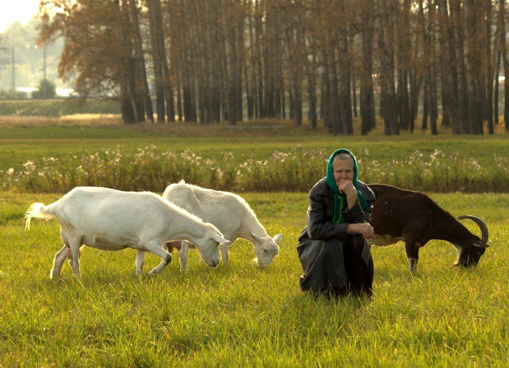 Козы и старушка