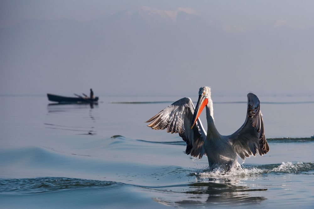 Где моя рыба!?