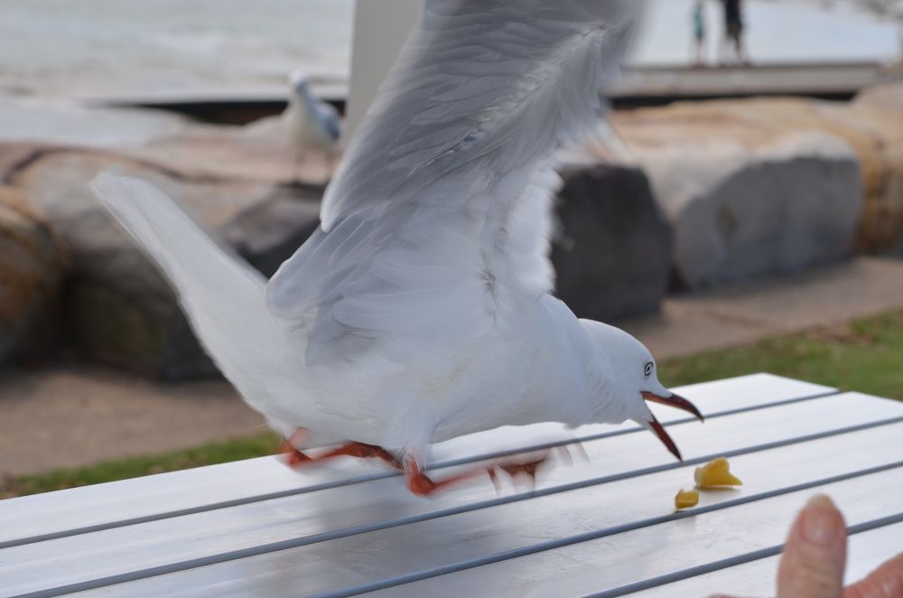 Hungry little fellow