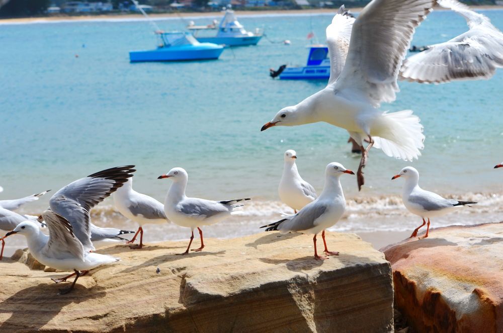 Hungry little fellow`s