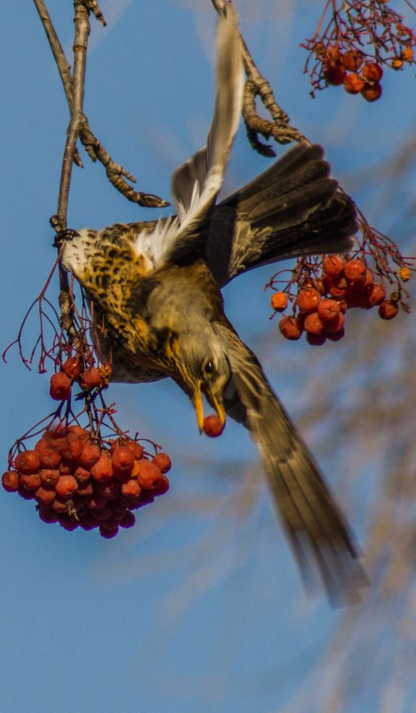 Дрозд виртуоз.