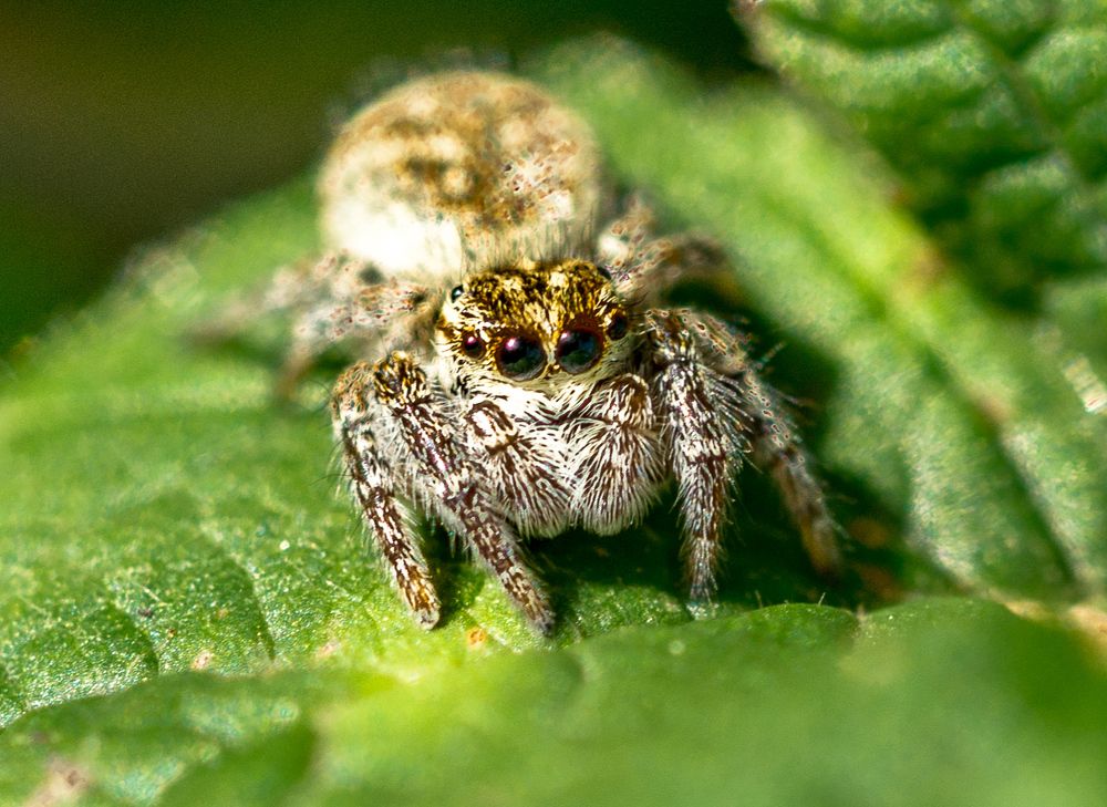 Паучек -глазастик.