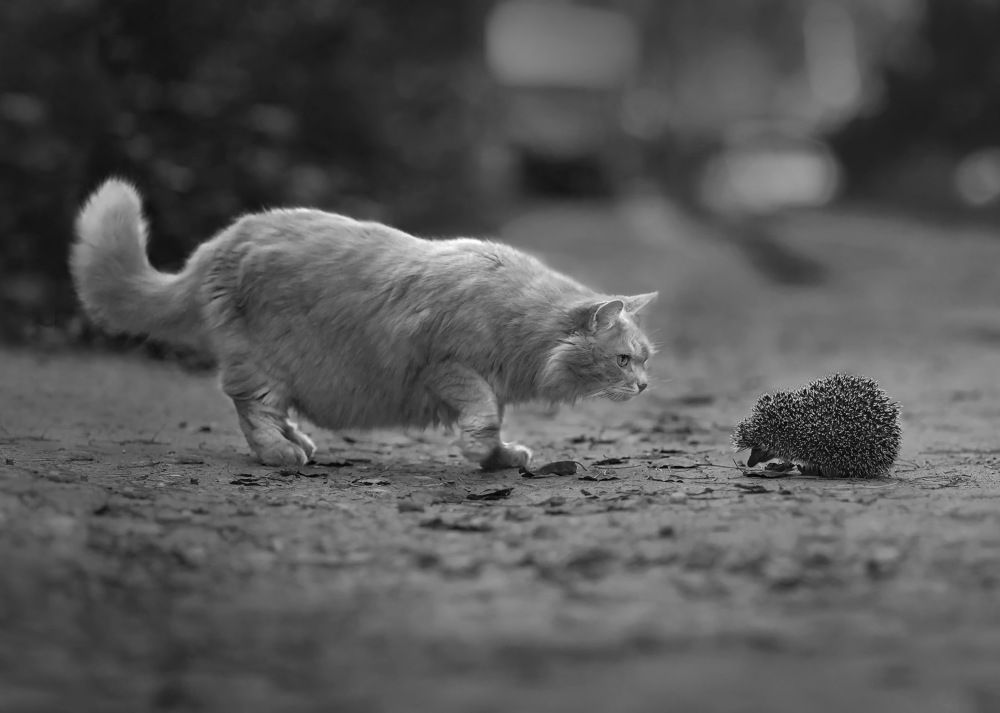 Unexpected acquaintance