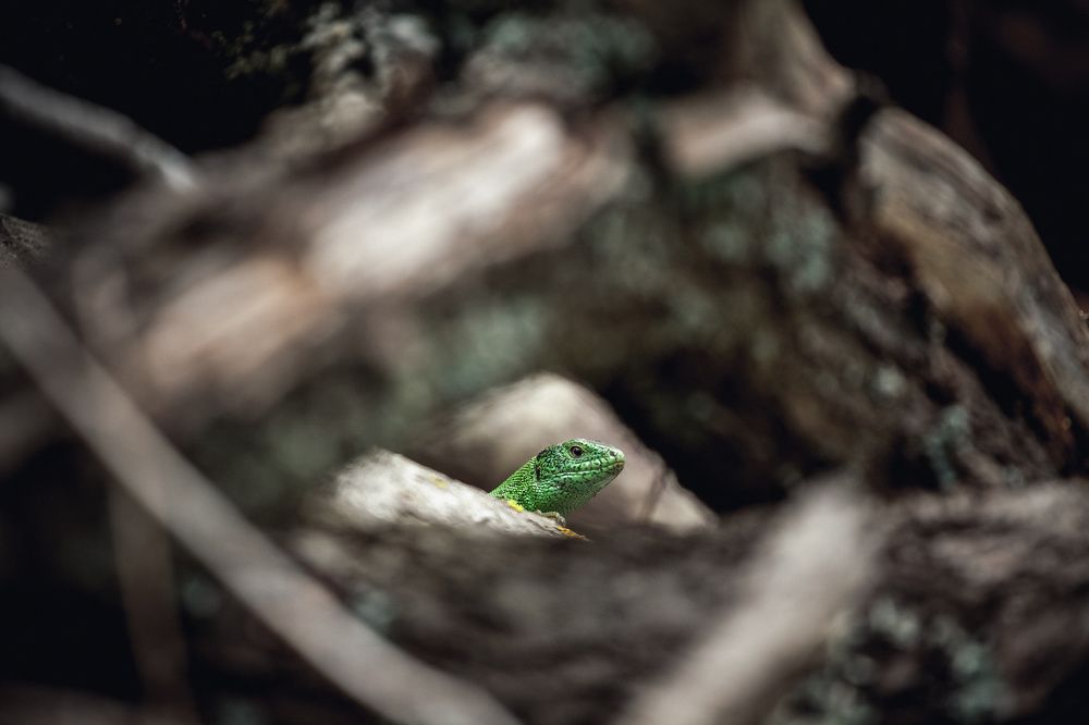 Вход в долину Драконов