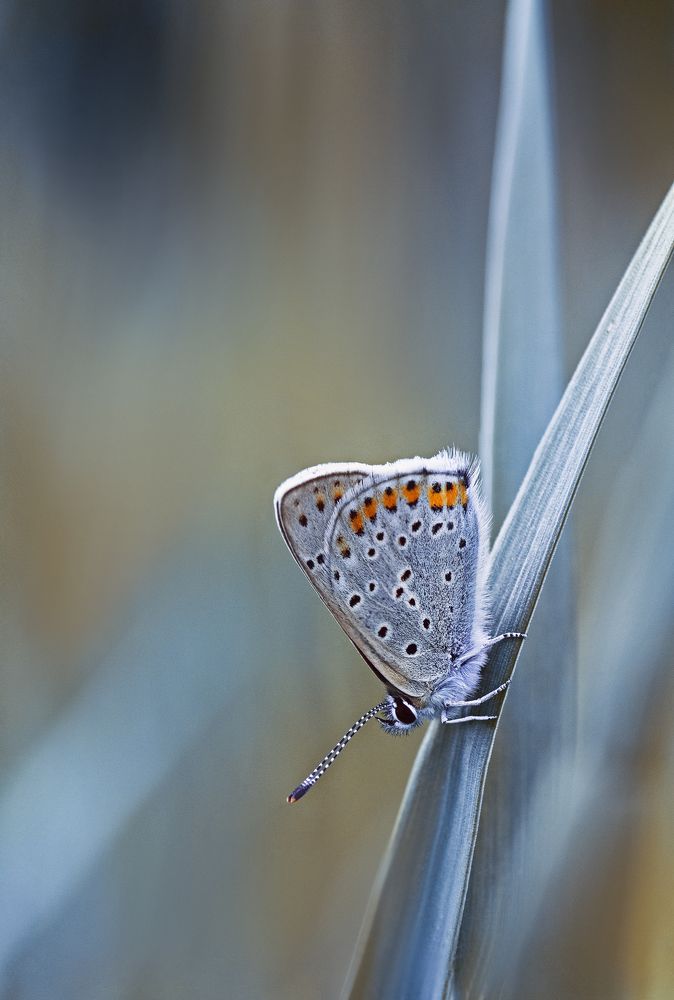 В лунном освещении сна