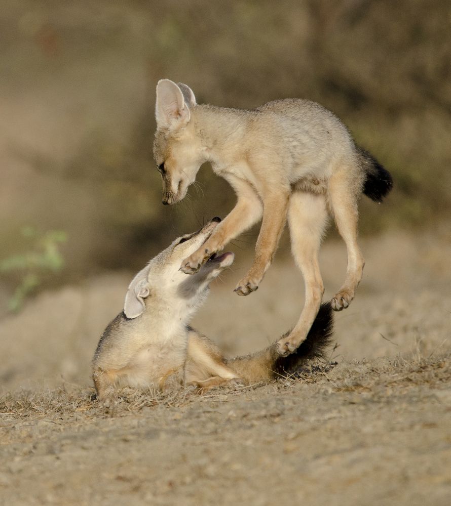 high jumping indian fox