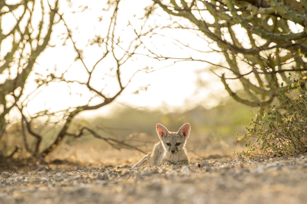 Innocent face gestures
