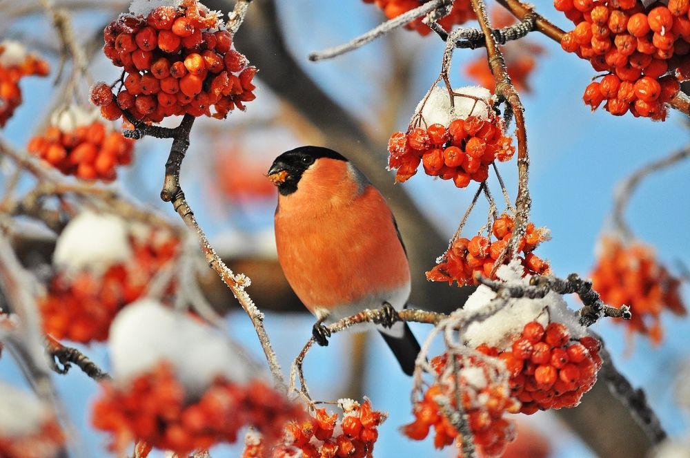 Снегирь и рябина