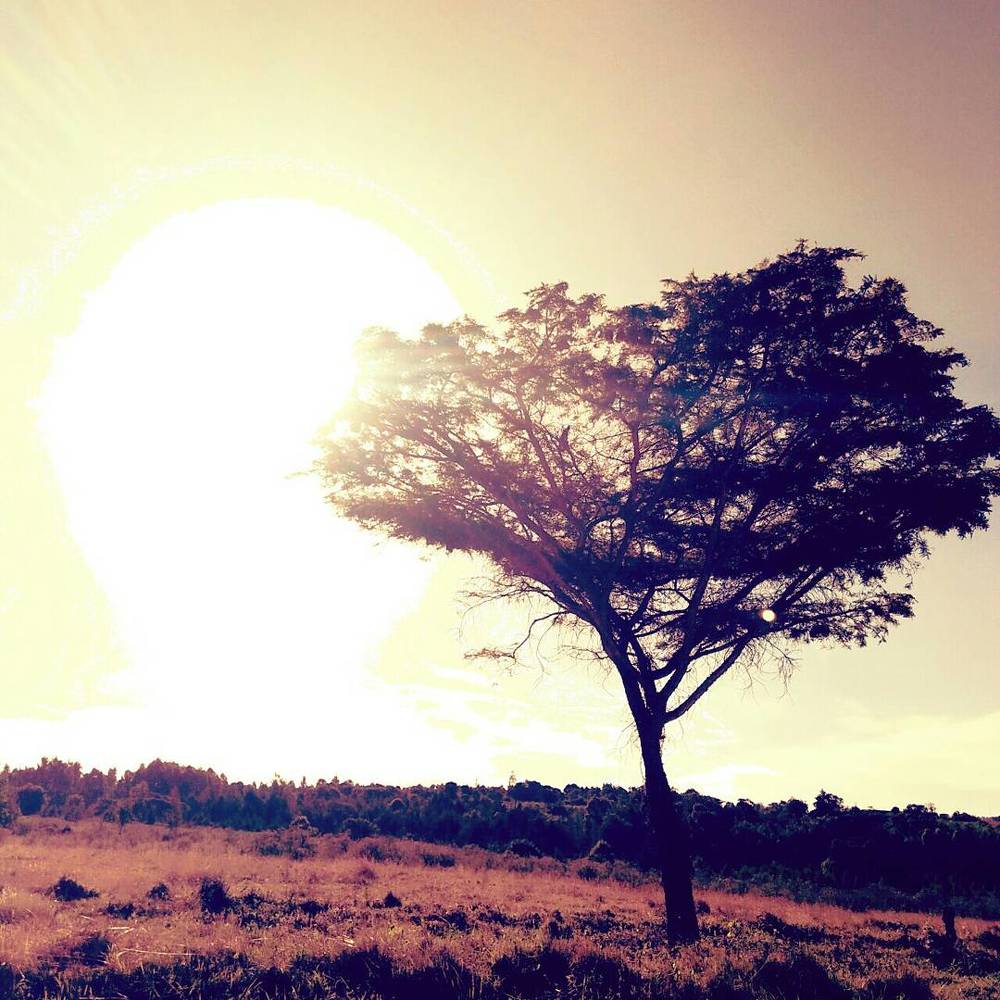 Accacia Tree