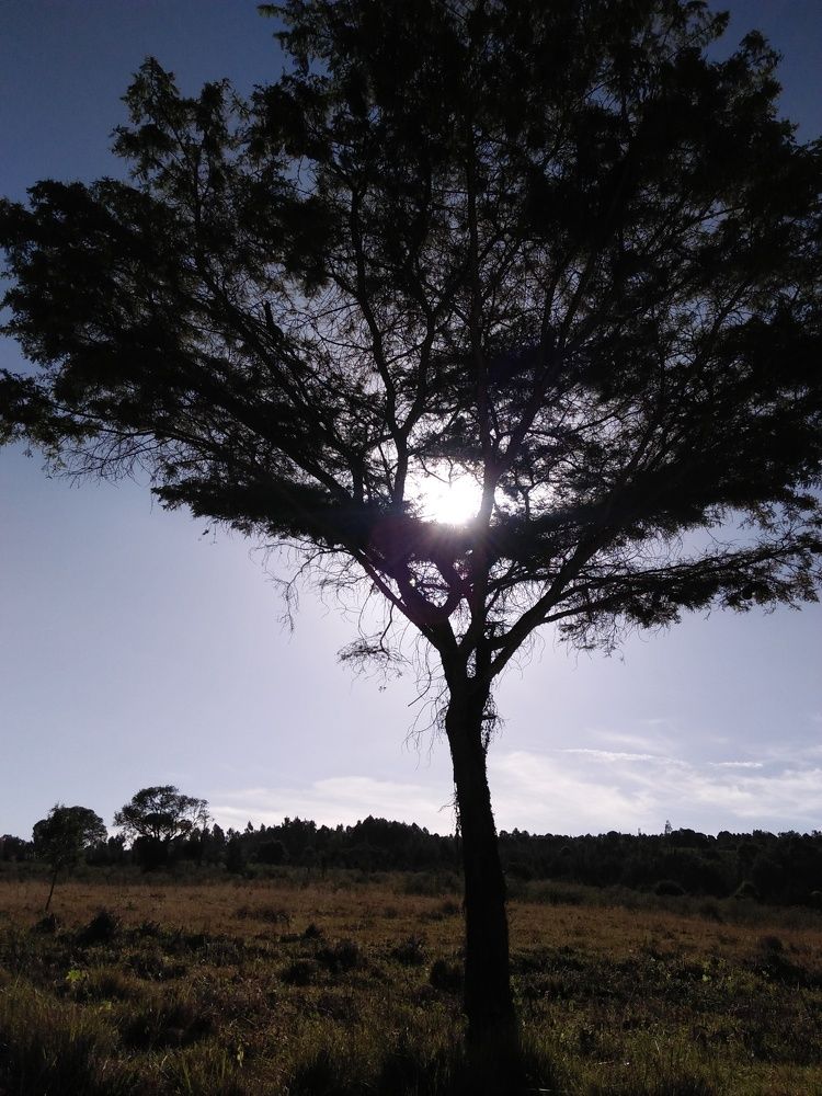 Accacia Tree