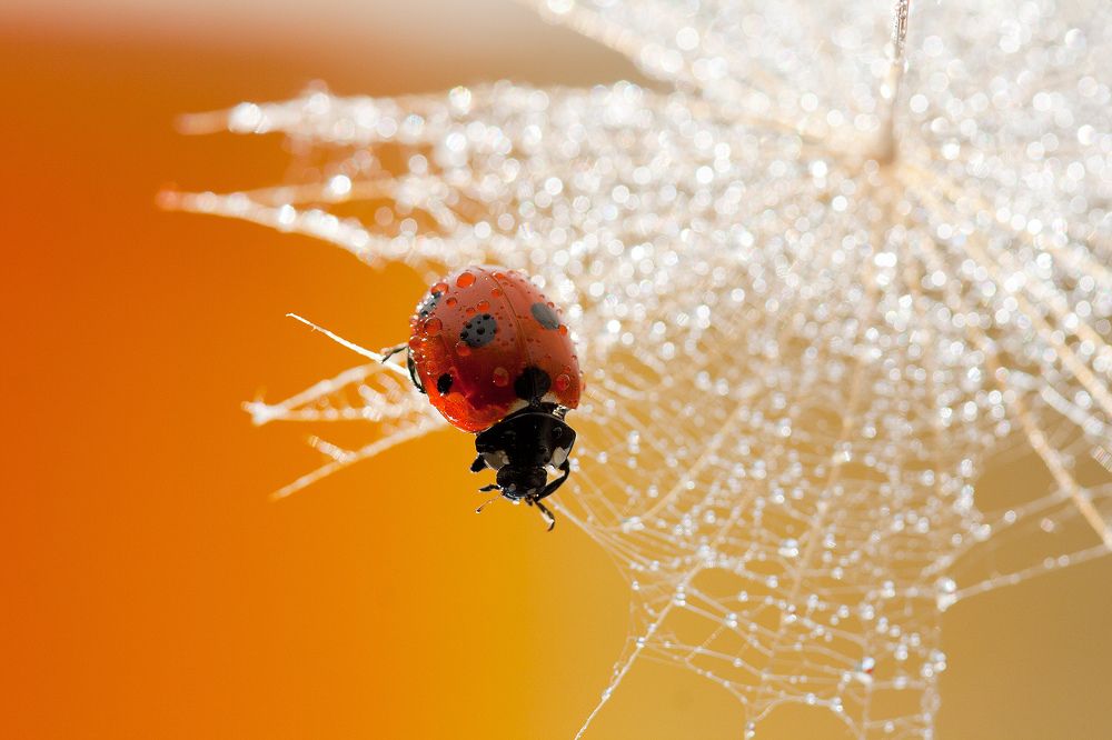 Божья коровка