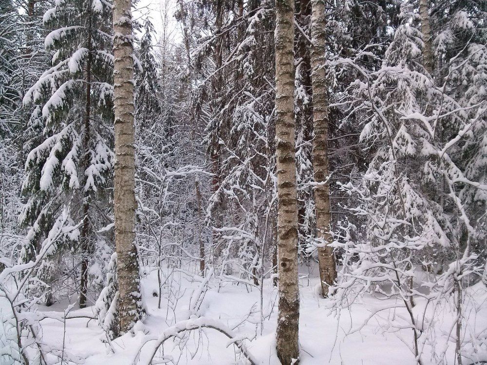 В окоеме снегов
