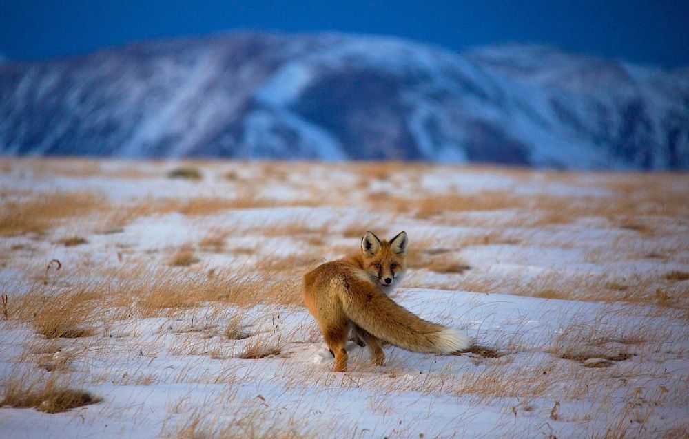 на ночную охоту