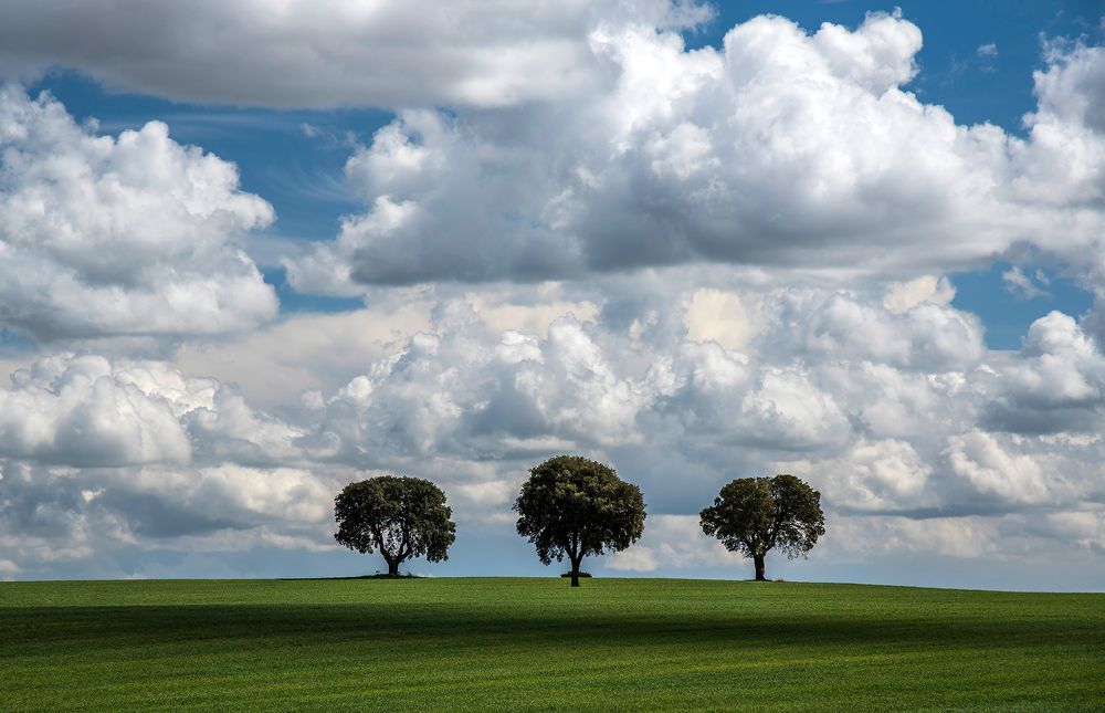 Tree friends in the field