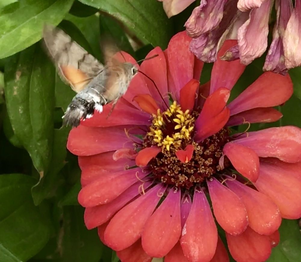 The Hummingbird moth of Livadeia,Greece