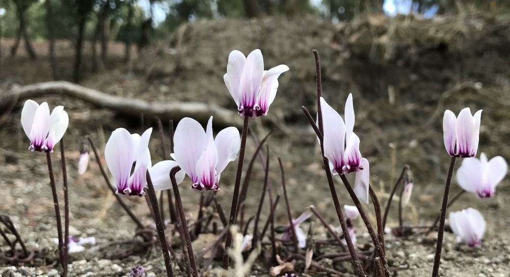 The Dainty Flowers of Kalabaka