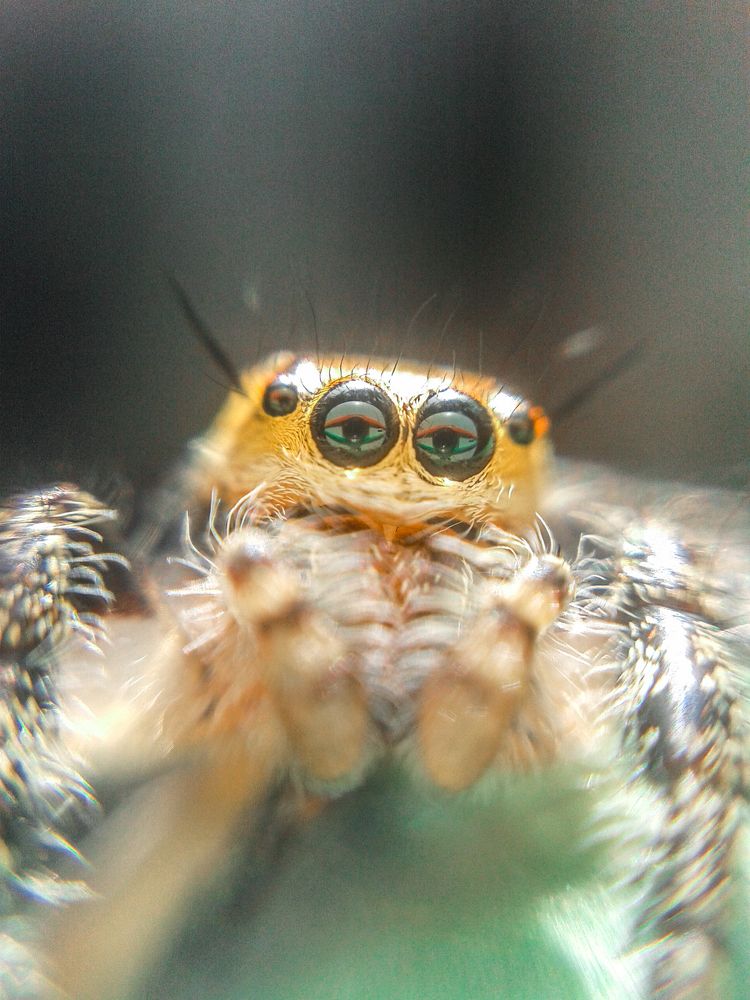 This is a mobile macro photo taken by Samsung s duos 2+macrk