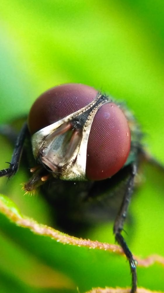 Fly
