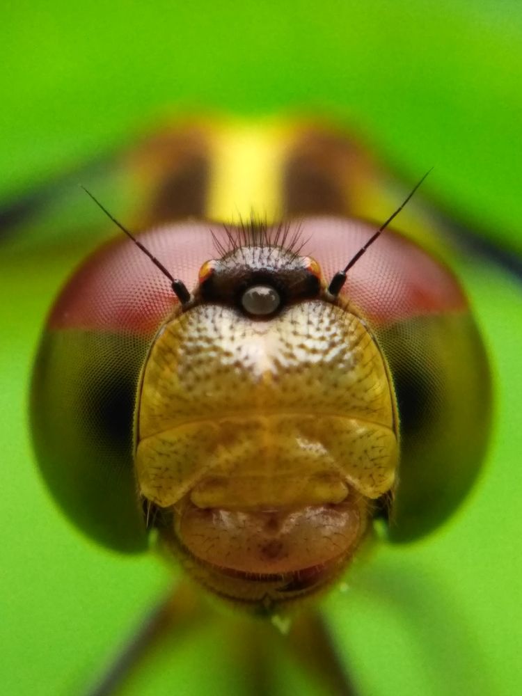 Dragon fly