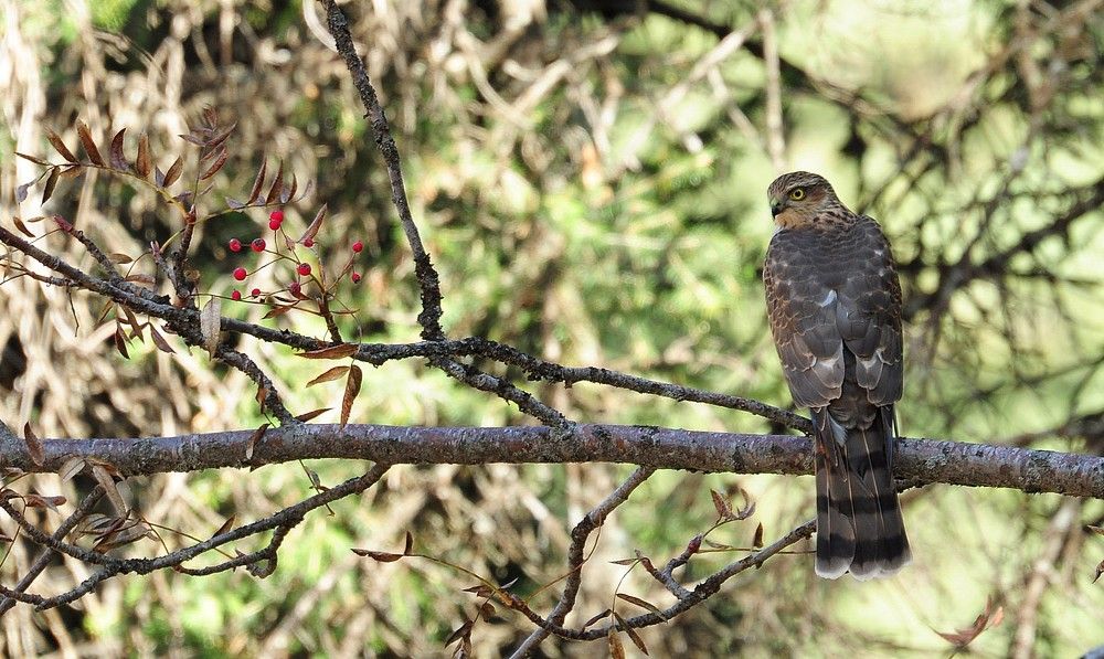 Ястреб-перепелятник