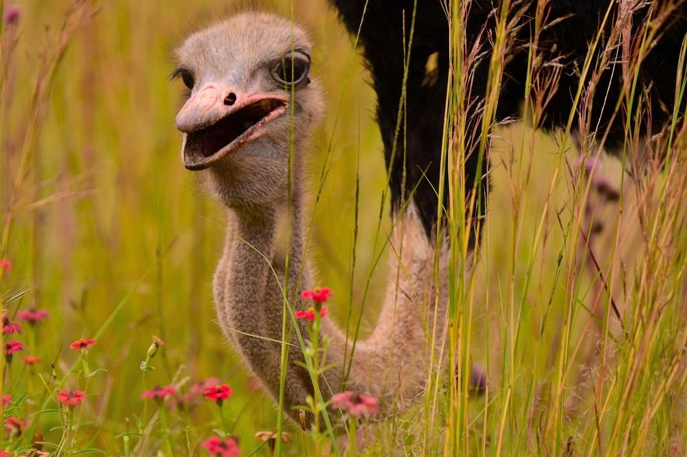 An ostrich among flowers