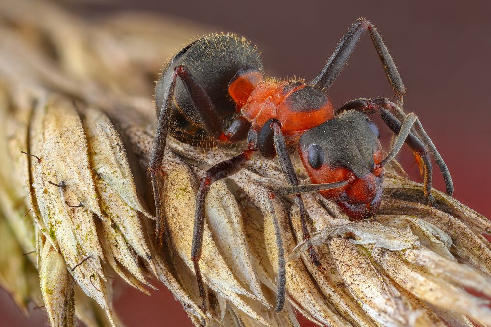 Большой муравей на прогулке