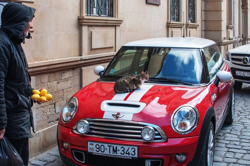 The cat, red car & lemons