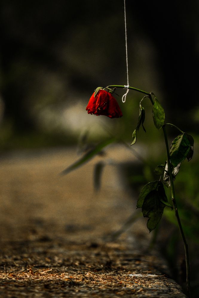 Photograph by Rushil pradhan