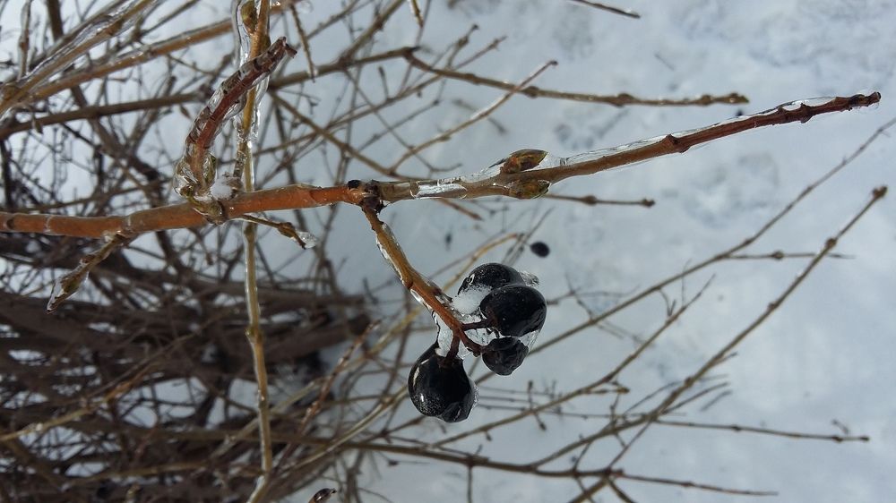 Beaty of ice