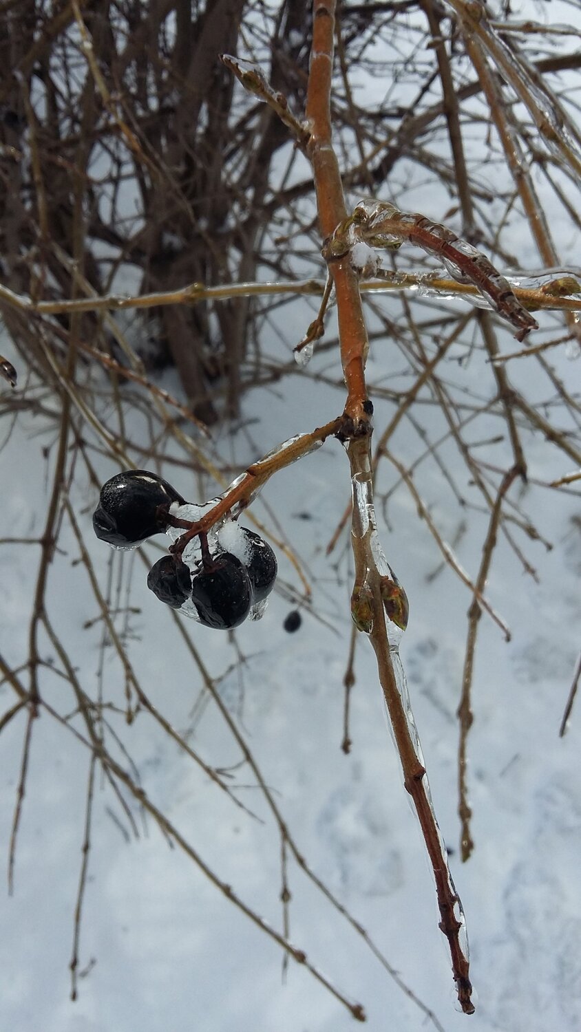 Beaty of ice