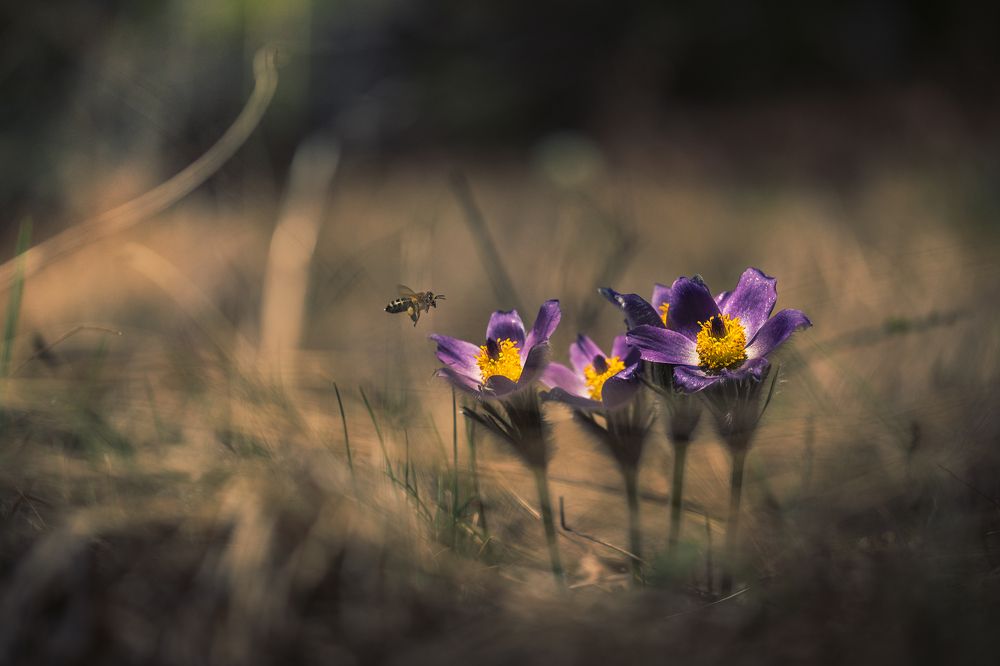 Photograph by Atanas Kulishev