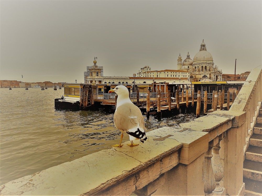 VENICE