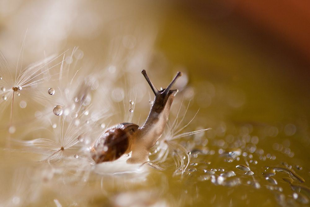 Snail / Улиточка