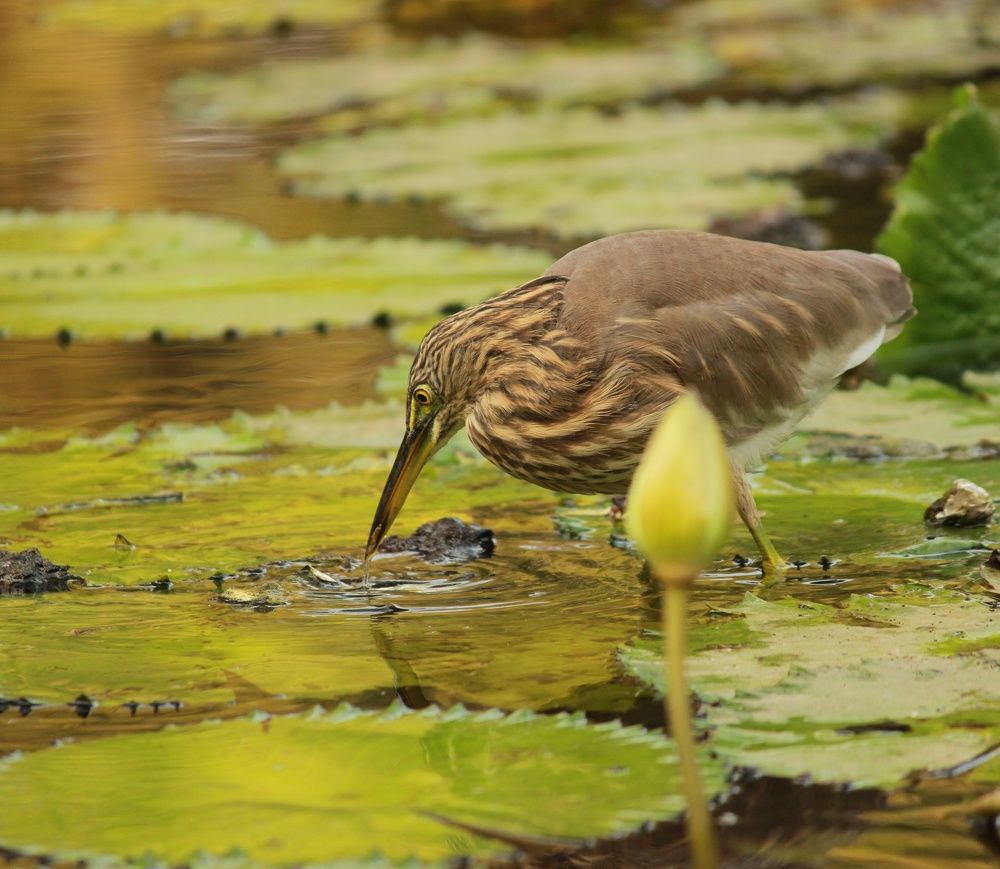 The Bird Drinking Water