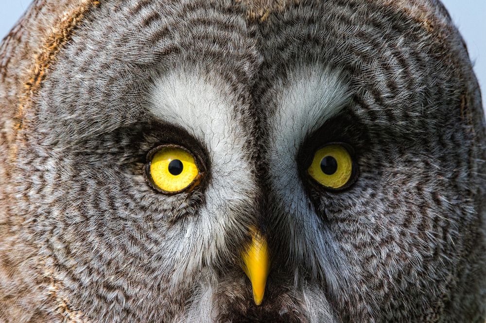 Look into my eyes ....