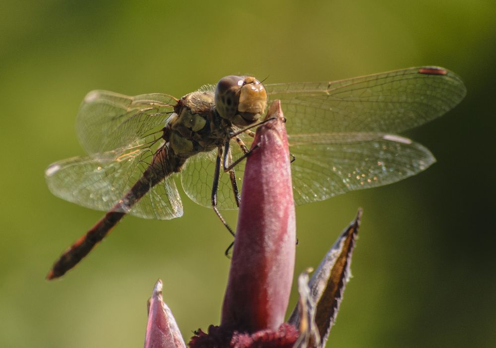 Стрекоза на привале