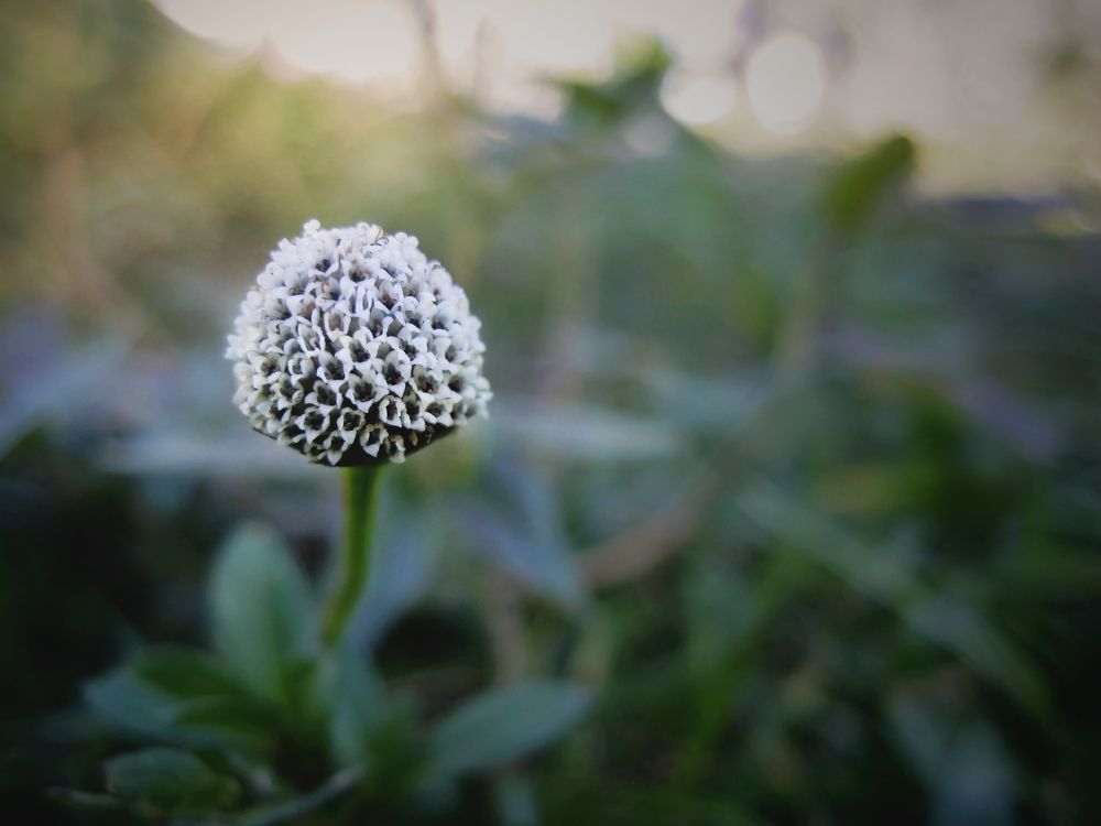 Micro Flor de primavera