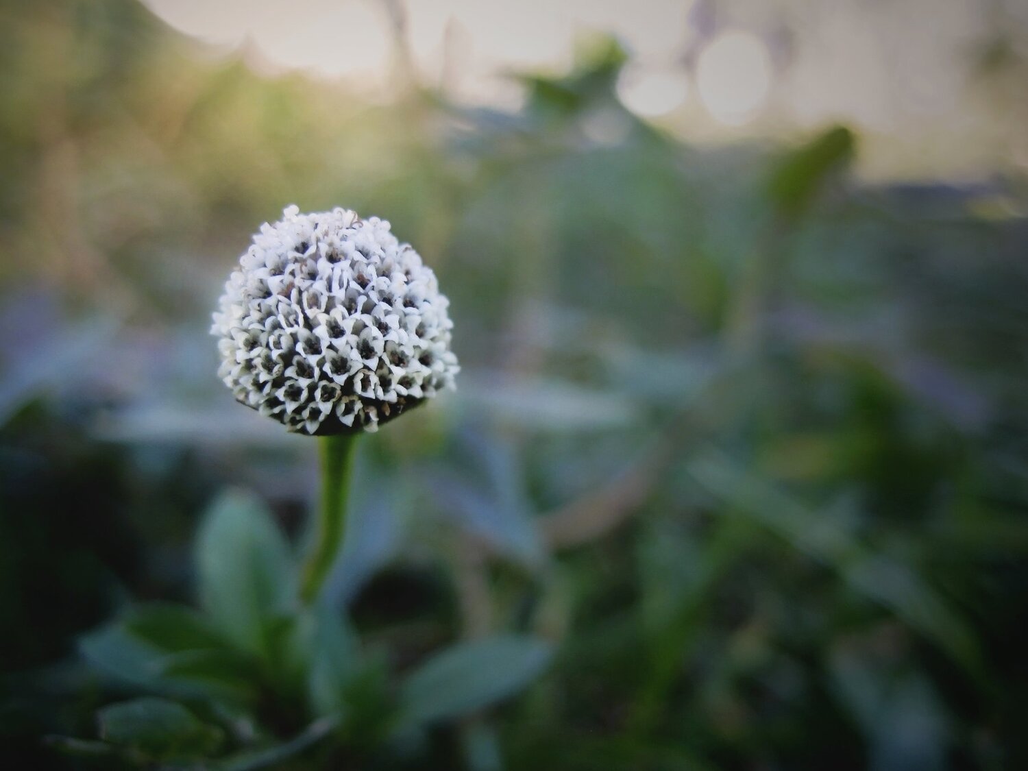 Micro Flor de primavera
