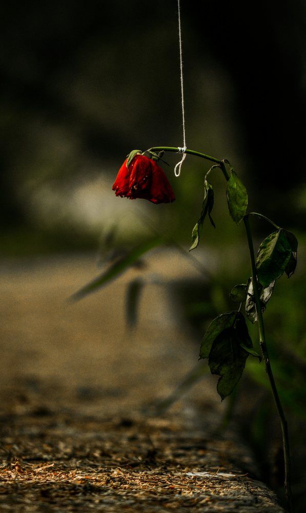 Photograph by Rushil pradhan