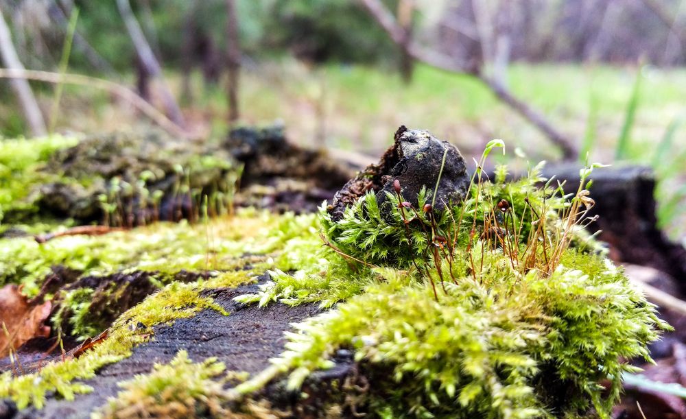 Мох на пеньке