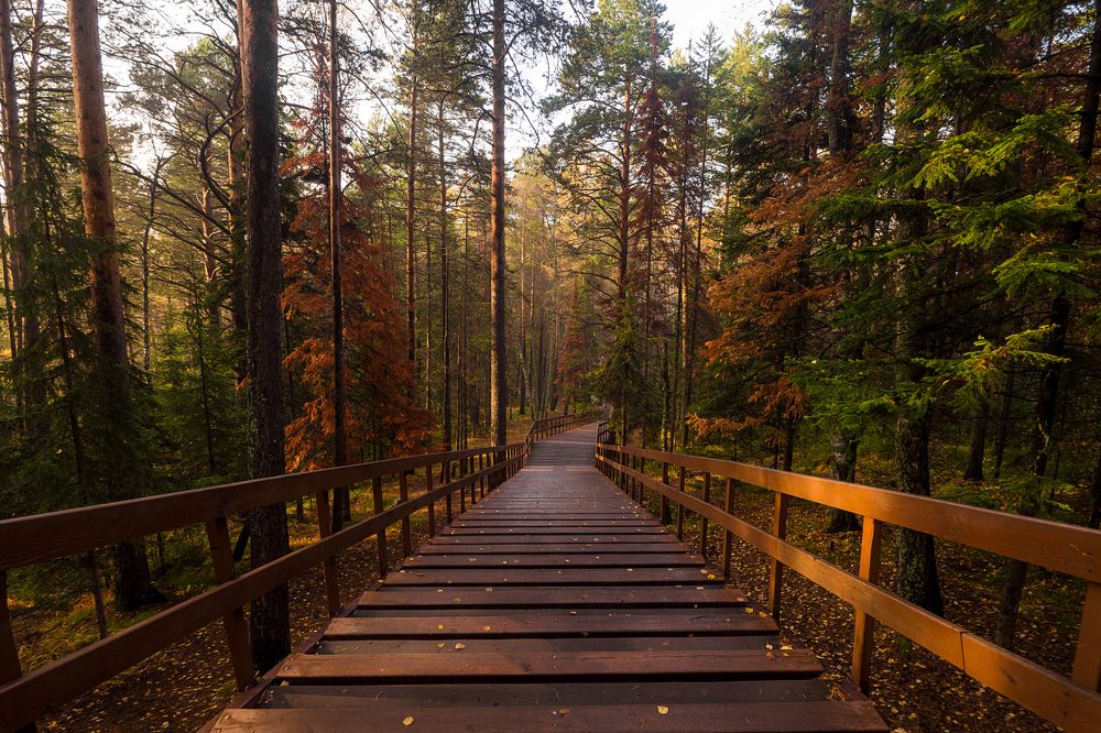 Дорога в краски