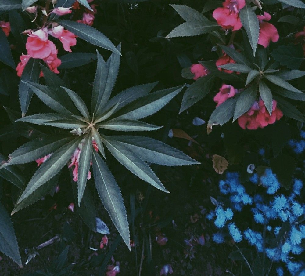 plants