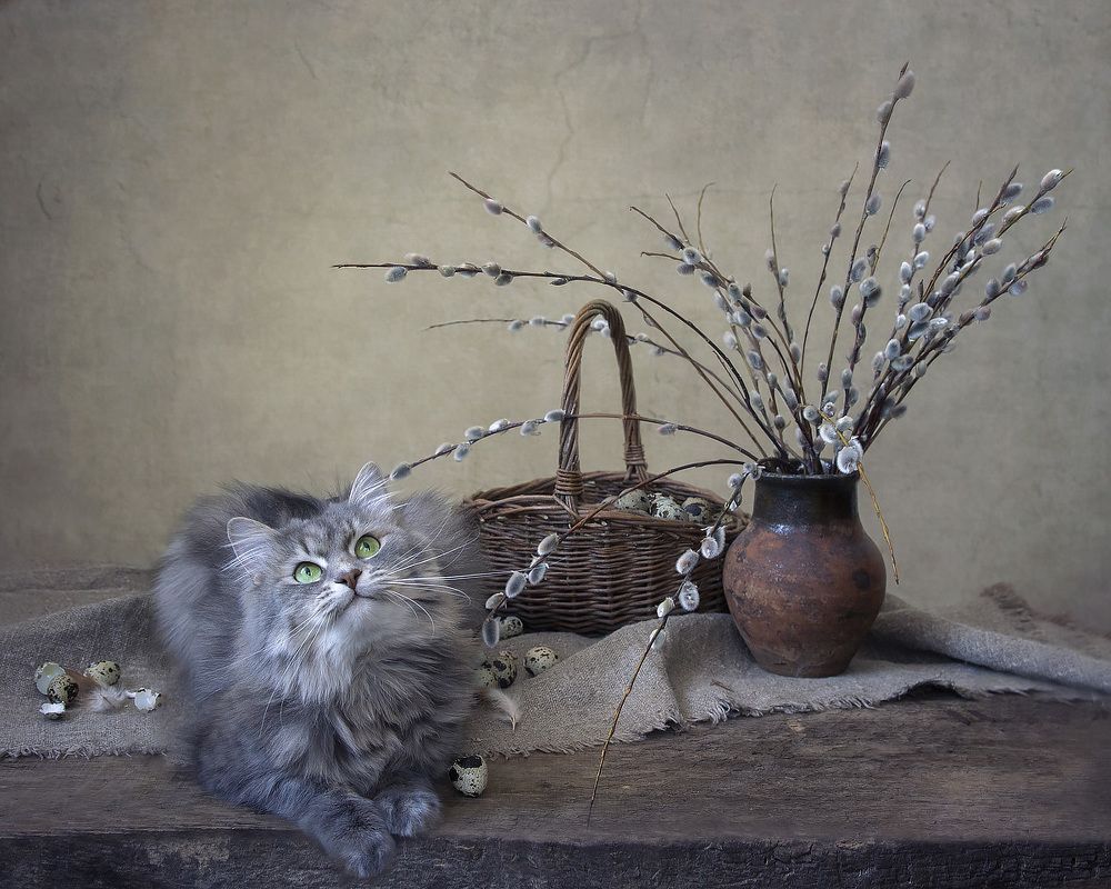 Мартовские котики