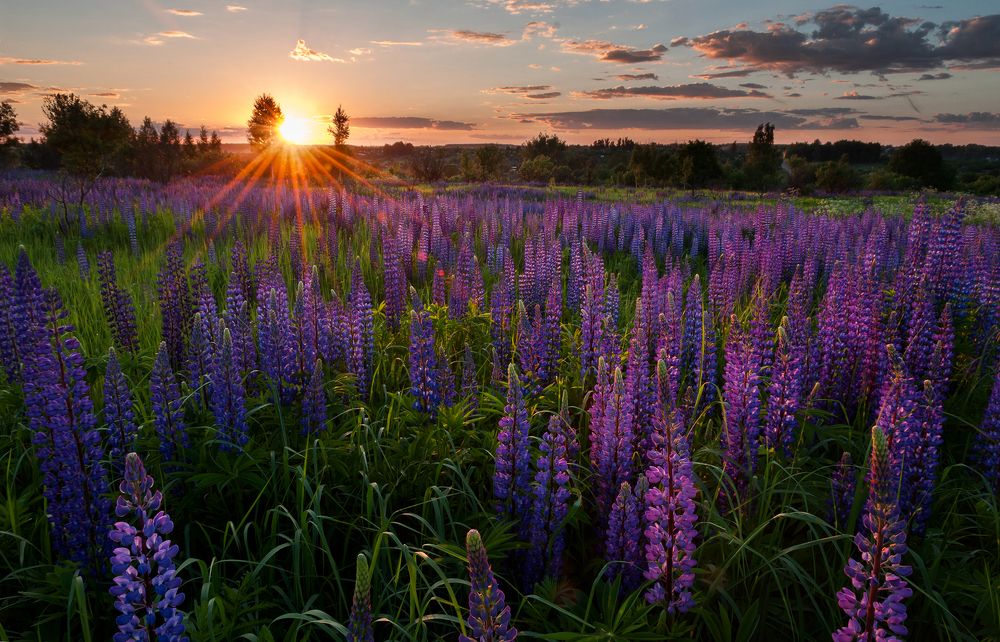 Люпиновый закат